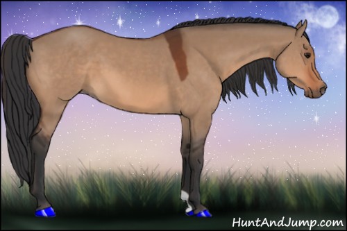 Horse Color:Bay Dun 