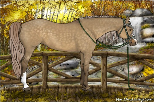 Horse Color:Chocolate Palomino Dun 