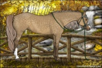 Horse Color:Chocolate Palomino Dun