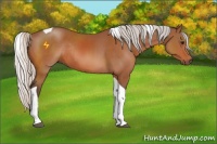 Horse Color:Silver Bay Tobiano Rabicano 