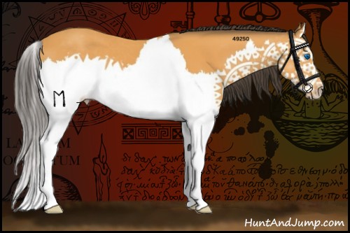 Horse Color:Buckskin Sabino Splash 