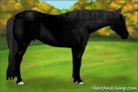 Horse Color:Void White Spotted Black Splash Appaloosa 