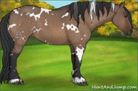 Horse Color:White Spotted Brown Dun 