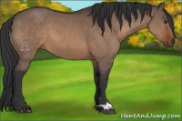 Horse Color:Brown Dun 