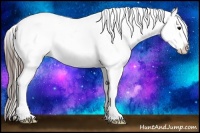 Horse Color:Black Ice Splash Appaloosa 