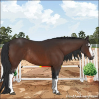Horse Color:White Spotted Bay Rabicano