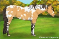 Horse Color:Buckskin Tobiano Frame 