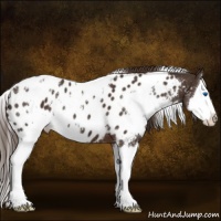 Horse Color:White Spotted Liver Chestnut Splash Appaloosa 