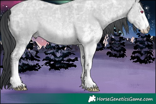 Horse Color:White Spotted Bay Chinchilla Ice Rabicano 