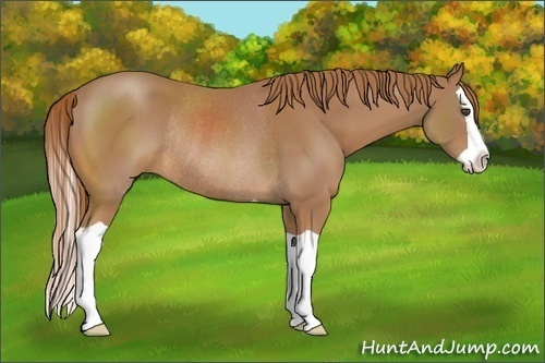Horse Color:Chestnut Splash Rabicano 