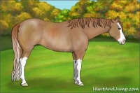 Horse Color:Chestnut Splash Rabicano