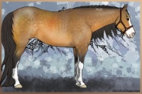 Horse Color:Buckskin Sabino 