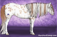 Horse Color:White Spotted Gold Champagne Leopard 