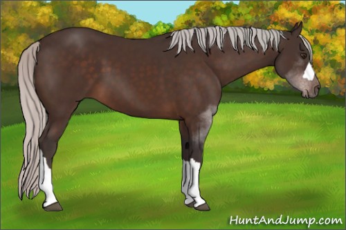 Horse Color:Silver Brown Mushroom 