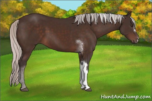 Horse Color:Silver Brown Mushroom 