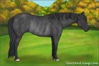 Horse Color:Black Frame Rabicano