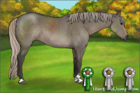 Horse Color:Gray Silver Grullo Sabino 