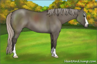 Horse Color:Gray Silver Grullo Sabino 