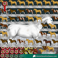 Horse Color:White Spotted Classic Champagne Dun Sabino Splash Rabicano 