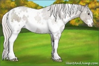 Horse Color:White Spotted Silver Black Sabino 