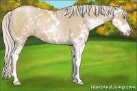 Horse Color:Silver Grullo Pearl Sabino