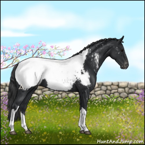 Horse Color:Black Near Fewspot 