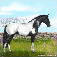 Horse Color:Black Appaloosa
