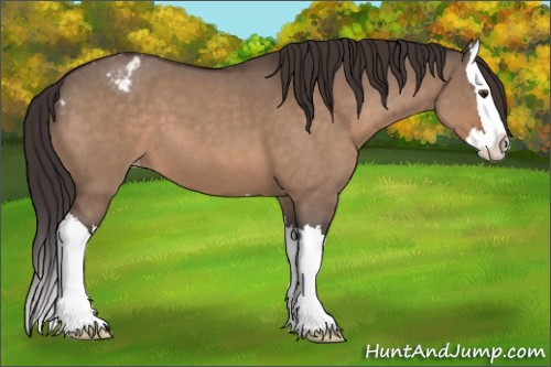 Horse Color:Brown Roan Dun Splash Appaloosa 