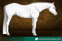 Horse Color:Brown Sabino Splash 