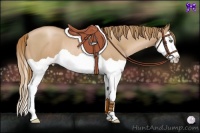 Horse Color:Chestnut Pearl Splash Rabicano 