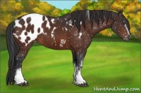 Horse Color:White Spotted Brown Blanket Rabicano