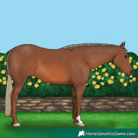 Horse Color:Chestnut Mushroom
