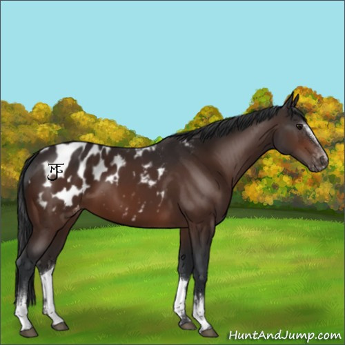 Horse Color:White Spotted Bay Appaloosa 