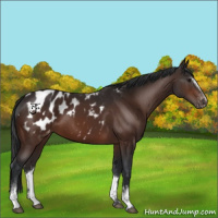 Horse Color:White Spotted Bay Appaloosa 