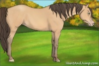 Horse Color:Amber Champagne Sabino 
