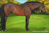 Horse Color:Brown 