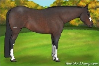 Horse Color:Brown Roan 