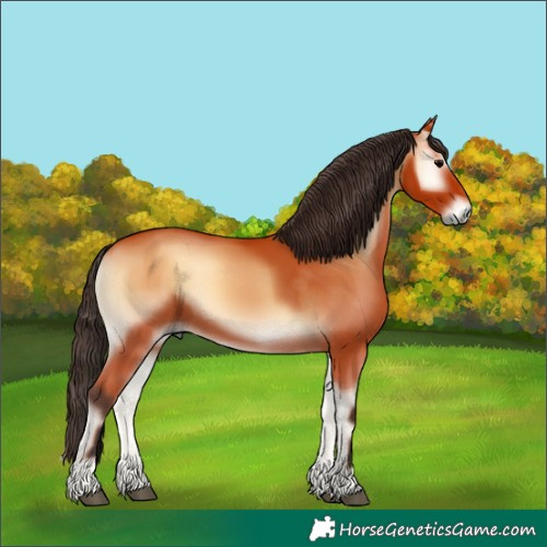 Horse Color:Bay Onyx 
