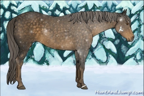 Horse Color:Chocolate Palomino Rabicano 