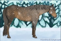 Horse Color:Chocolate Palomino Rabicano 