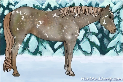 Horse Color:White Spotted Chocolate Palomino Rabicano 