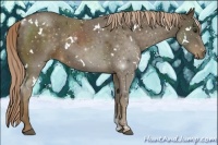 Horse Color:White Spotted Chocolate Palomino Rabicano 