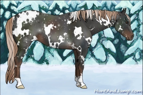Horse Color:White Spotted Liver Chestnut 