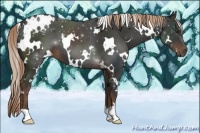 Horse Color:White Spotted Liver Chestnut 