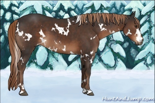 Horse Color:White Spotted Liver Chestnut 