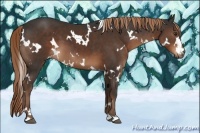 Horse Color:White Spotted Liver Chestnut 