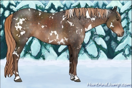 Horse Color:White Spotted Liver Chestnut 