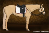 Horse Color:Palomino Dun Splash 