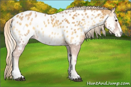 Horse Color:Palomino Ice Onyx Sabino Near Leopard 