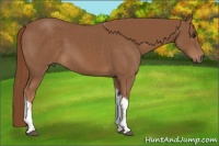 Horse Color:Chestnut Sabino Tobiano